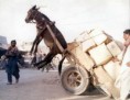 /album/imagens%20engra%c3%a7adas%20%5e-%5e/a15-humorcegando-jpg/
